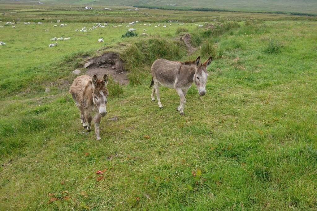 Skellig View Bluebell Rose & The Kerry Cliffs Apartment Portmagee Exterior foto